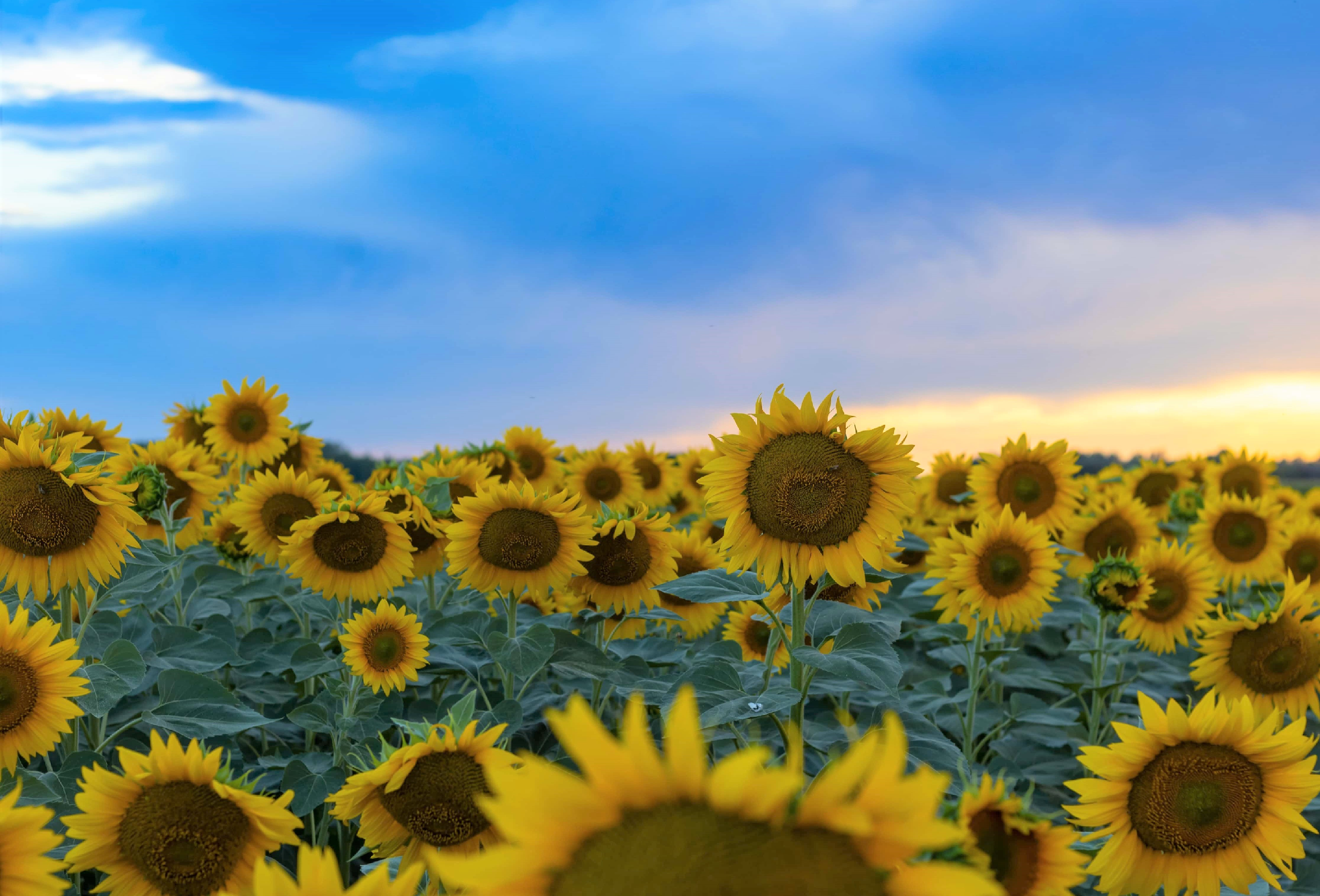Field of sunflowers with a blue sky background