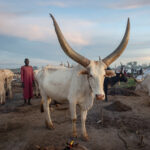 A Dinka man stands with his prize long-horned white bull in a cattle camp at dusk.