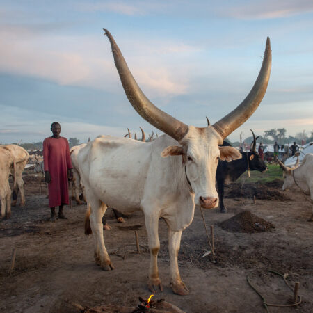 A Dinka man stands with his prize long-horned white bull in a cattle camp at dusk.