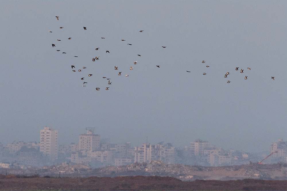 Birds fly over the Gaza strip